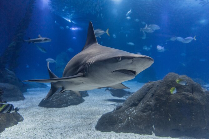 Oceanario de Lisbonne : billet d'entrée à l'aquarium