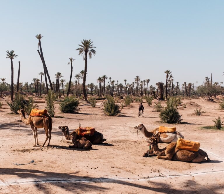 Hoteles, location de voiture a Tameslouht marrakech.